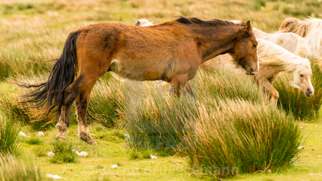 "Wild horses in Wales" stock image