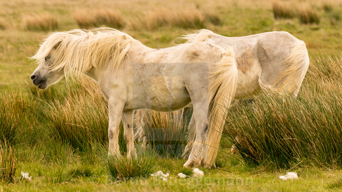 "Wild horses in Wales" stock image