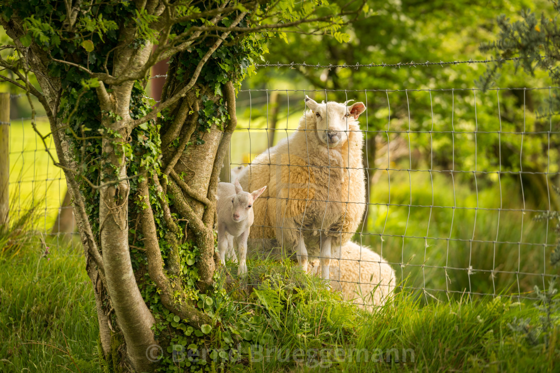 "Lamb and sheep divided by a fence" stock image