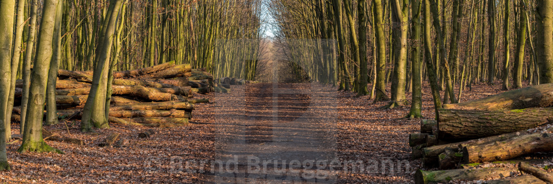 "Footpath in a winter forest" stock image