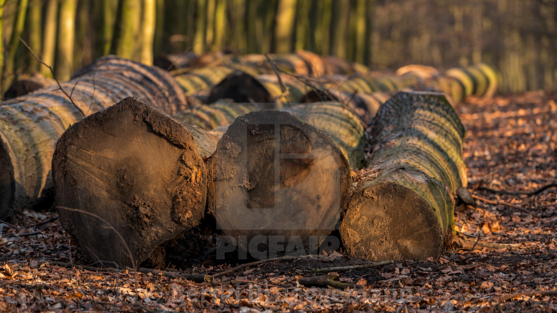 "Felled tree trunks on the edge of a footpath in a winter forest" stock image