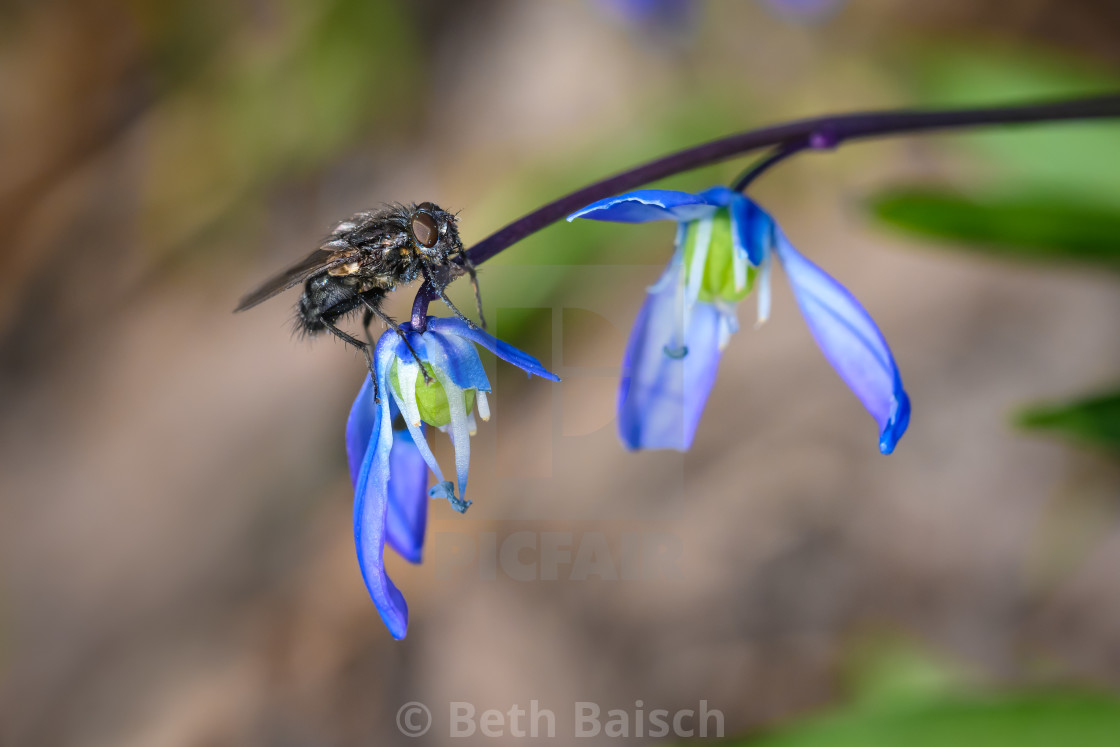 "Fly Pollinating Siberian Squill Flower" by Beth Baisch - $12.33 "Fly Pollinating Siberian Squill Flower" stock image
