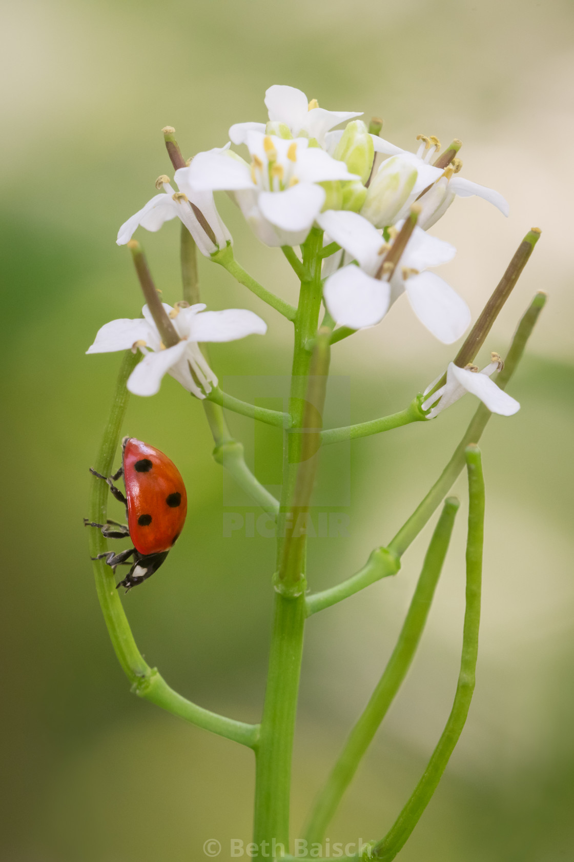 "Seven Spotted Ladybug on Garlic Mustard Flowers" by Beth Baisch - $12.33 "Seven Spotted Ladybug on Garlic Mustard Flowers" stock image
