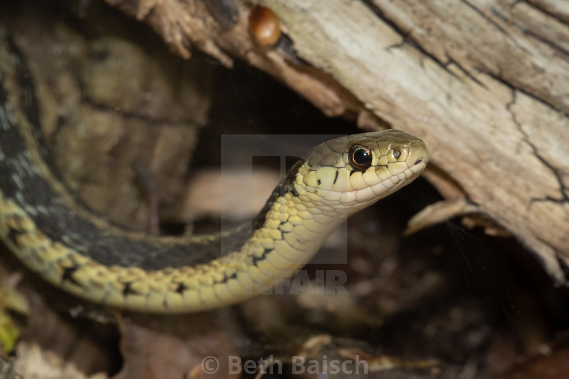 "Eastern Garter Snake On The Hunt" by Beth Baisch - $12.33 "Eastern Garter Snake On The Hunt" stock image