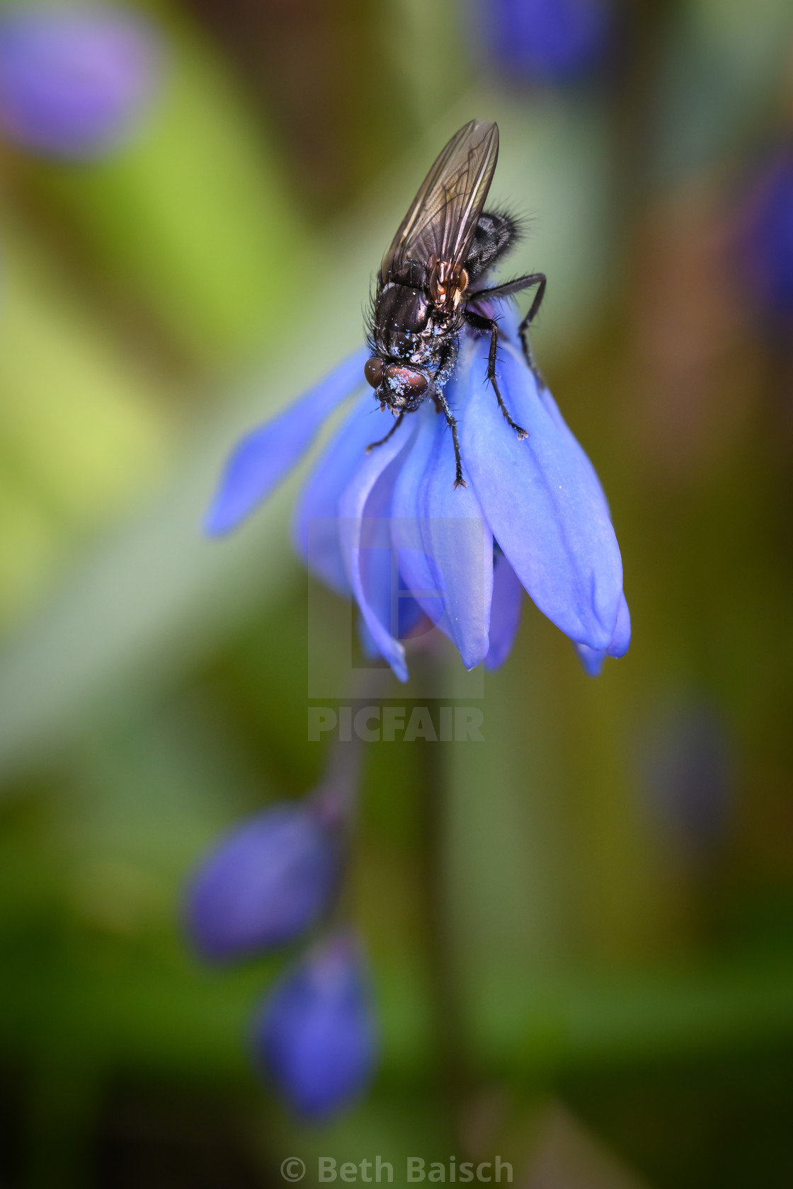 "Fly Pollinating Siberian Squill Flower" by Beth Baisch - $12.33 "Fly Pollinating Siberian Squill Flower" stock image