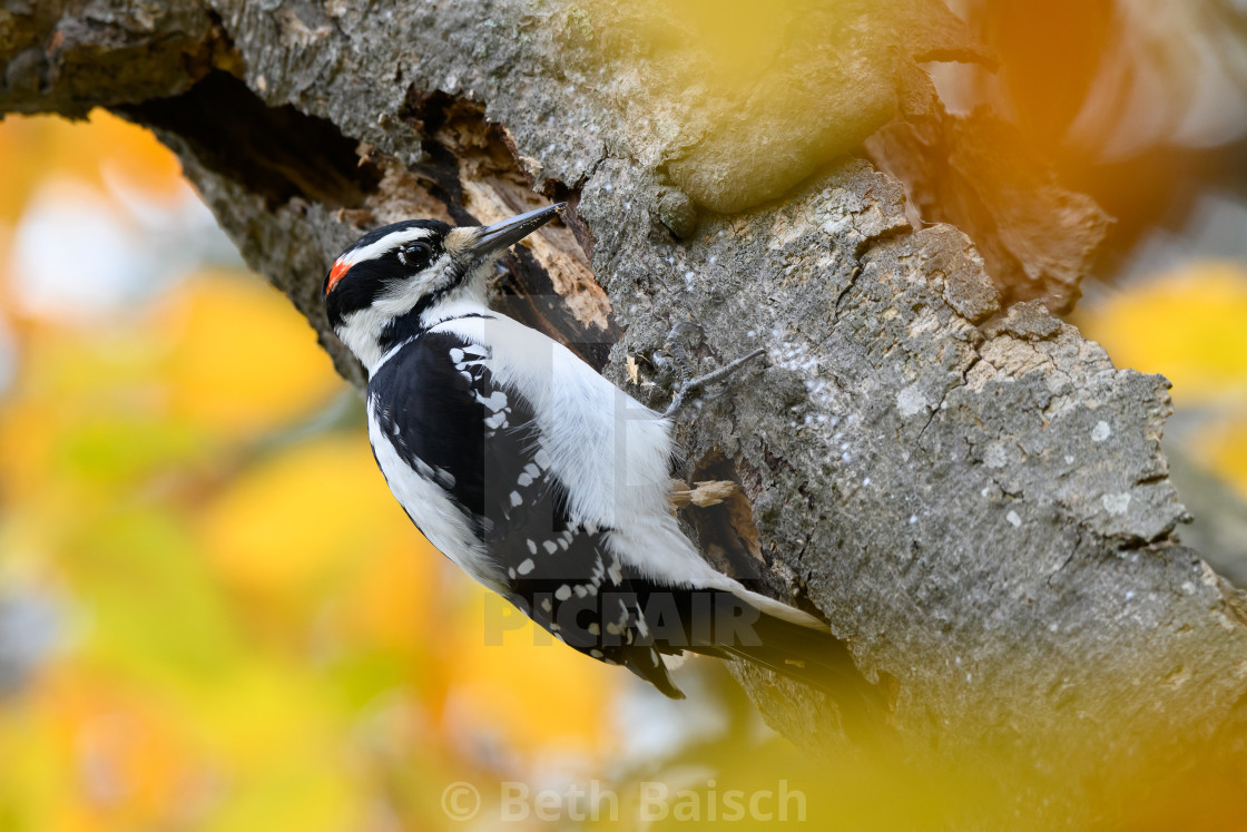 "Hairy Woodpecker In Autumn" by Beth Baisch - $12.33 "Hairy Woodpecker In Autumn" stock image