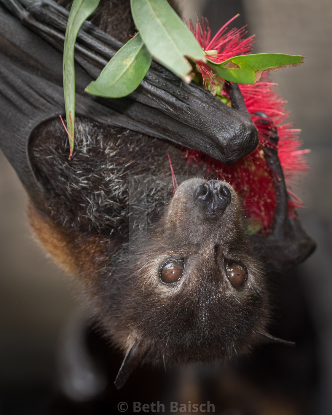 "Black Flying Fox Holding Bottlebrush Flower" by Beth Baisch - $12.33 "Black Flying Fox Holding Bottlebrush Flower" stock image