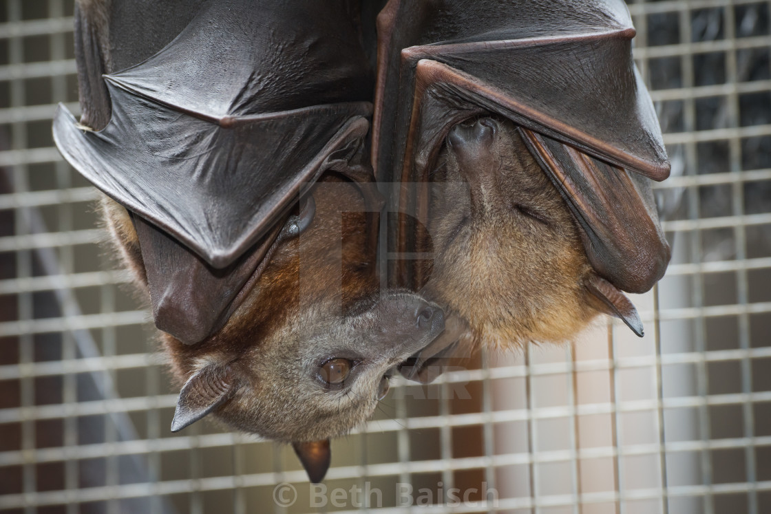"Rescued Little Red Flying Foxes Having A Cuddle" by Beth Baisch - $12.33 "Rescued Little Red Flying Foxes Having A Cuddle" stock image