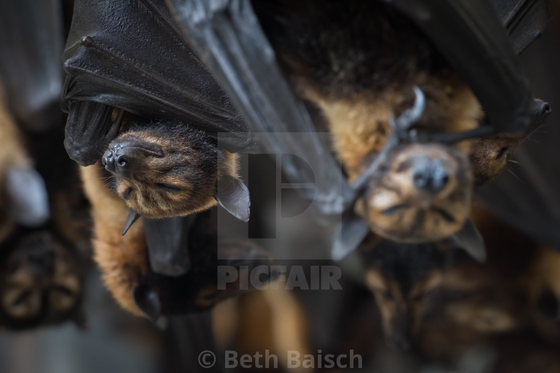 "Sleeping Spectacled Flying Foxes" by Beth Baisch - $12.33 "Sleeping Spectacled Flying Foxes" stock image