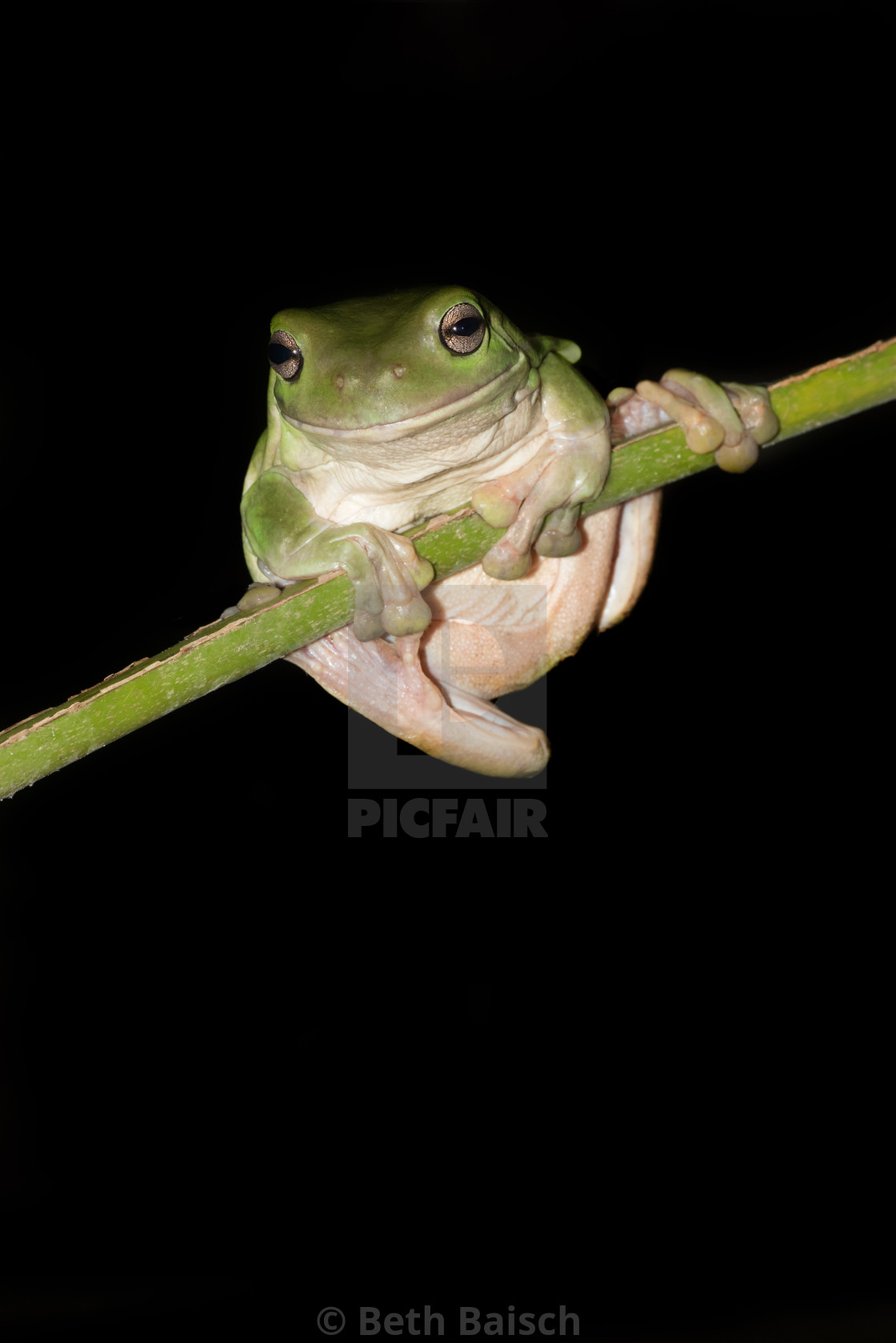 "Australian Green Tree Frog Perched On Palm Frond" by Beth Baisch - $12.33 "Australian Green Tree Frog Perched On Palm Frond" stock image