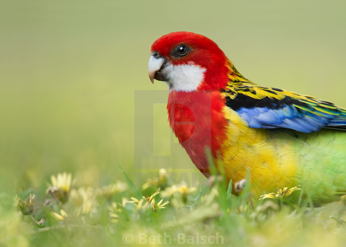 "Eastern Rosella in Capeweed Flowers" by Beth Baisch - $12.33 "Eastern Rosella in Capeweed Flowers" stock image