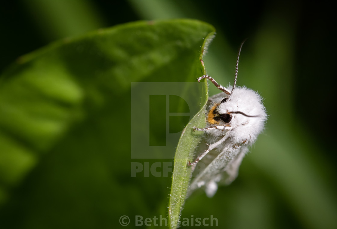 "Virginian Tiger Moth (Spilosoma virginica) Resting On Leaf" by Beth Baisch - $12.33 "Virginian Tiger Moth (Spilosoma virginica) Resting On Leaf" stock image