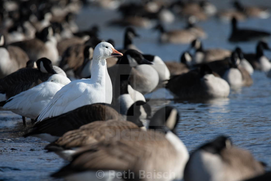 "Two Snow Geese Hanging Out With Canada Geese" by Beth Baisch - $12.33 "Two Snow Geese Hanging Out With Canada Geese" stock image