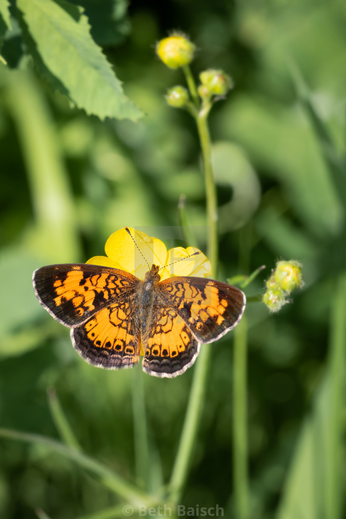 "Northern Crescent Butterfly Perched on Buttercup Flower" by Beth Baisch - $12.33 "Northern Crescent Butterfly Perched on Buttercup Flower" stock image