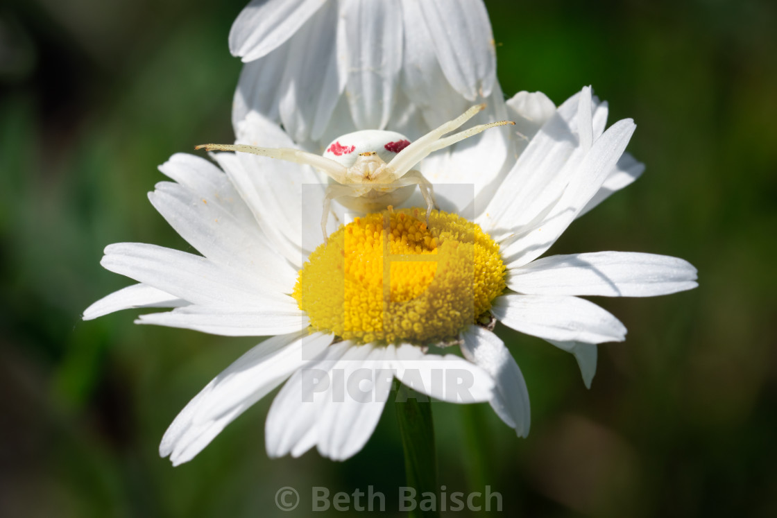 "Goldenrod Crab Spider on Oxeye Daisy" by Beth Baisch - $12.33 "Goldenrod Crab Spider on Oxeye Daisy" stock image