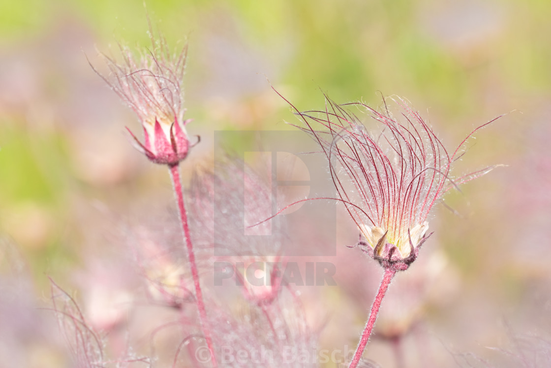 "Prairie Smoke Wildflowers" by Beth Baisch - $12.33 "Prairie Smoke Wildflowers" stock image