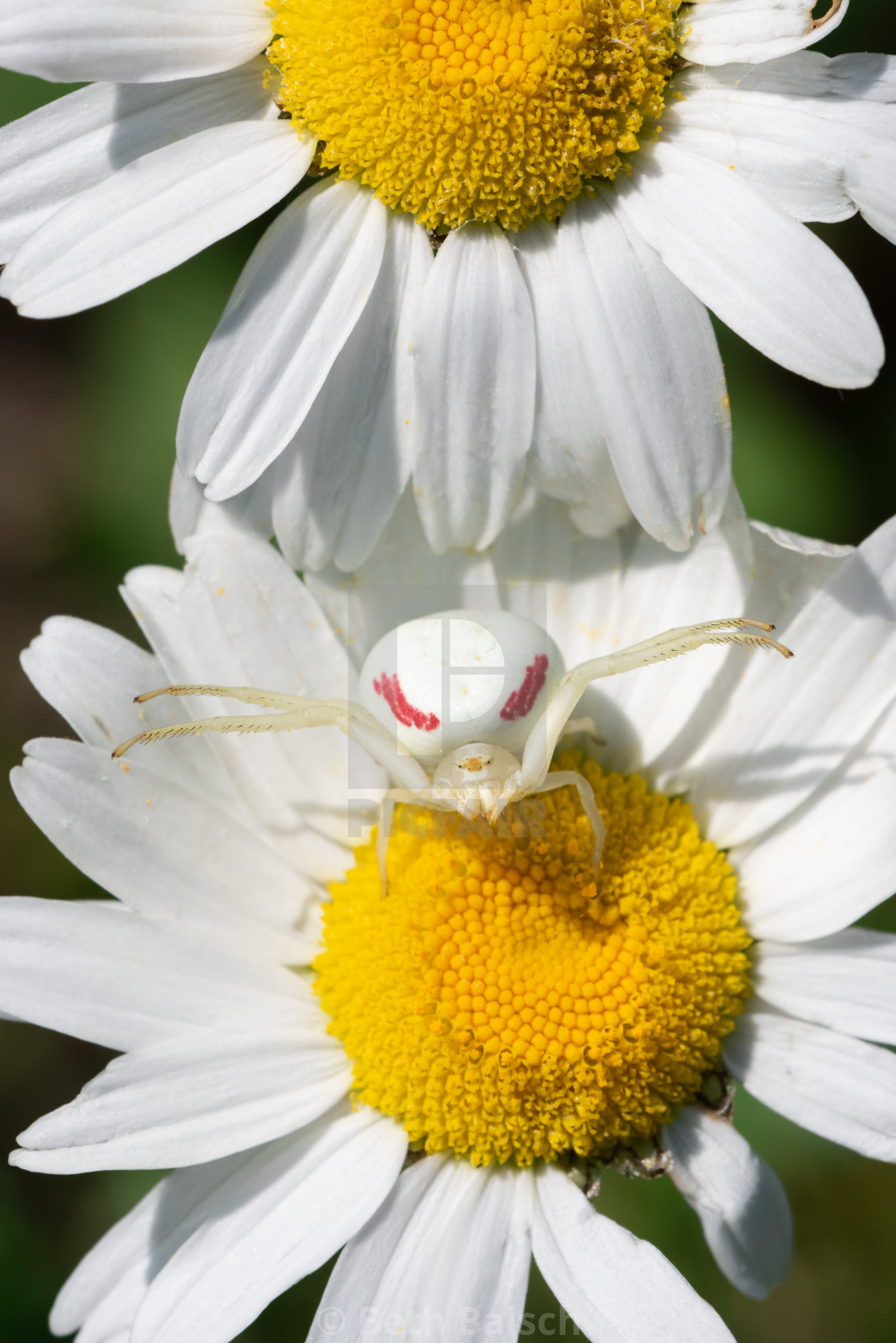 "Goldenrod Crab Spider on Oxeye Daisy" by Beth Baisch - $12.33 "Goldenrod Crab Spider on Oxeye Daisy" stock image