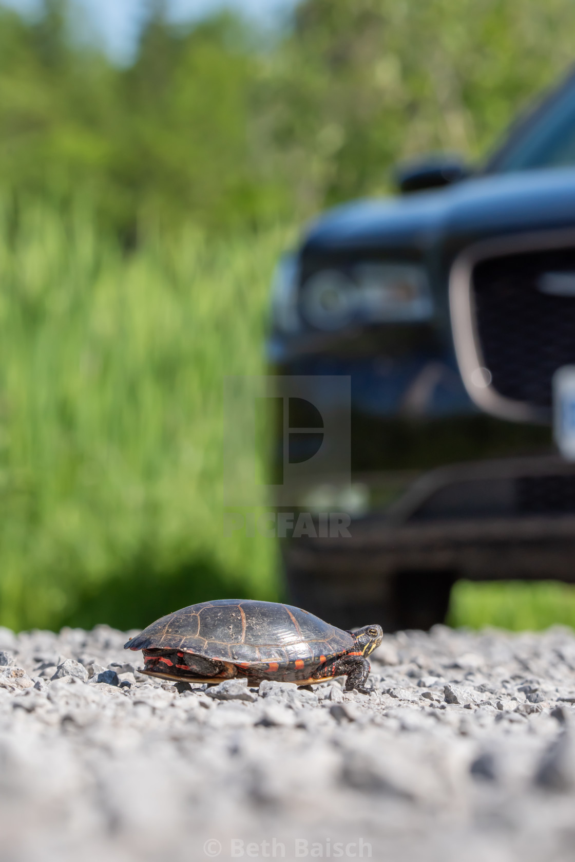 "Midland Painted Turtle Crossing Road" by Beth Baisch - $12.33 "Midland Painted Turtle Crossing Road" stock image