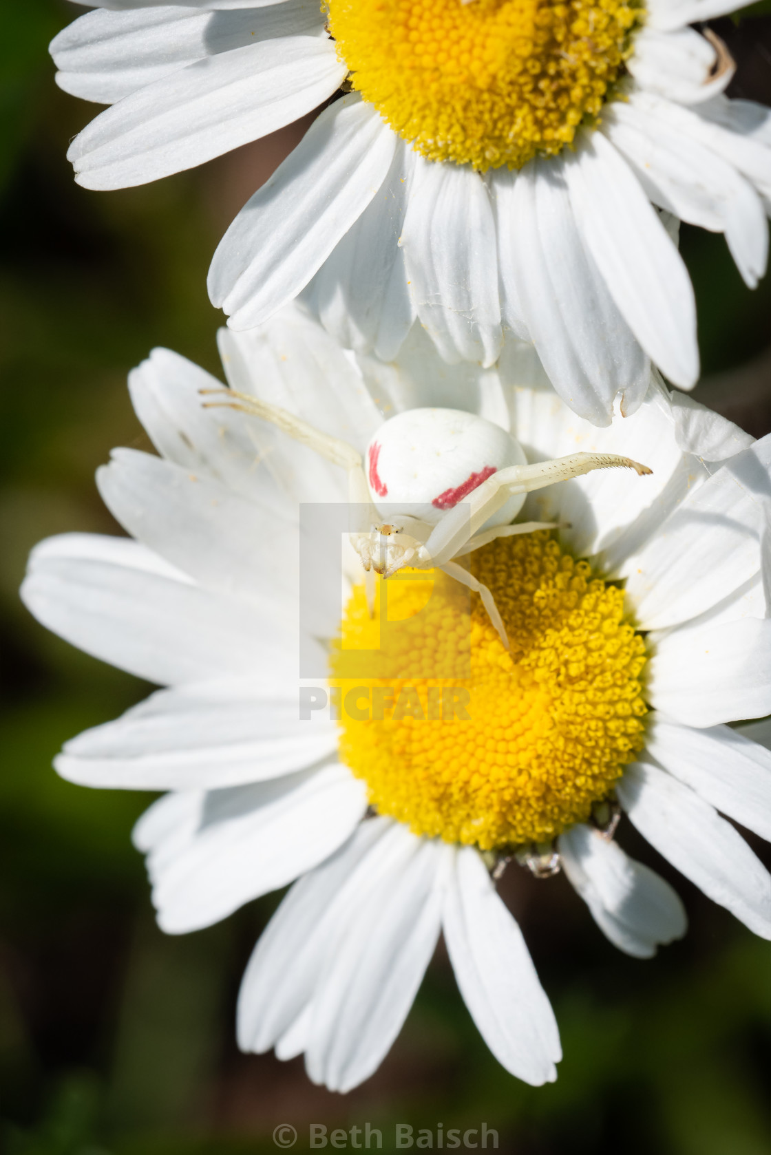 "Goldenrod Crab Spider on Oxeye Daisy" by Beth Baisch - $12.33 "Goldenrod Crab Spider on Oxeye Daisy" stock image