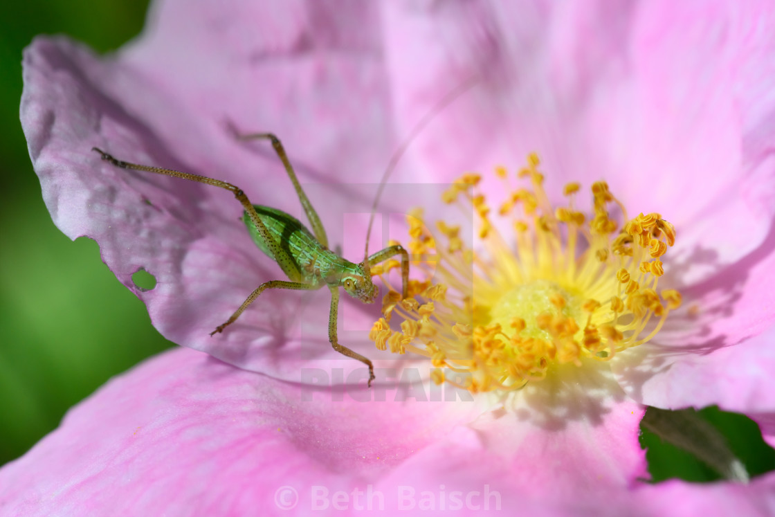 "Scudder's Bush Katydid on Wild Rose" by Beth Baisch - $12.33 "Scudder's Bush Katydid on Wild Rose" stock image