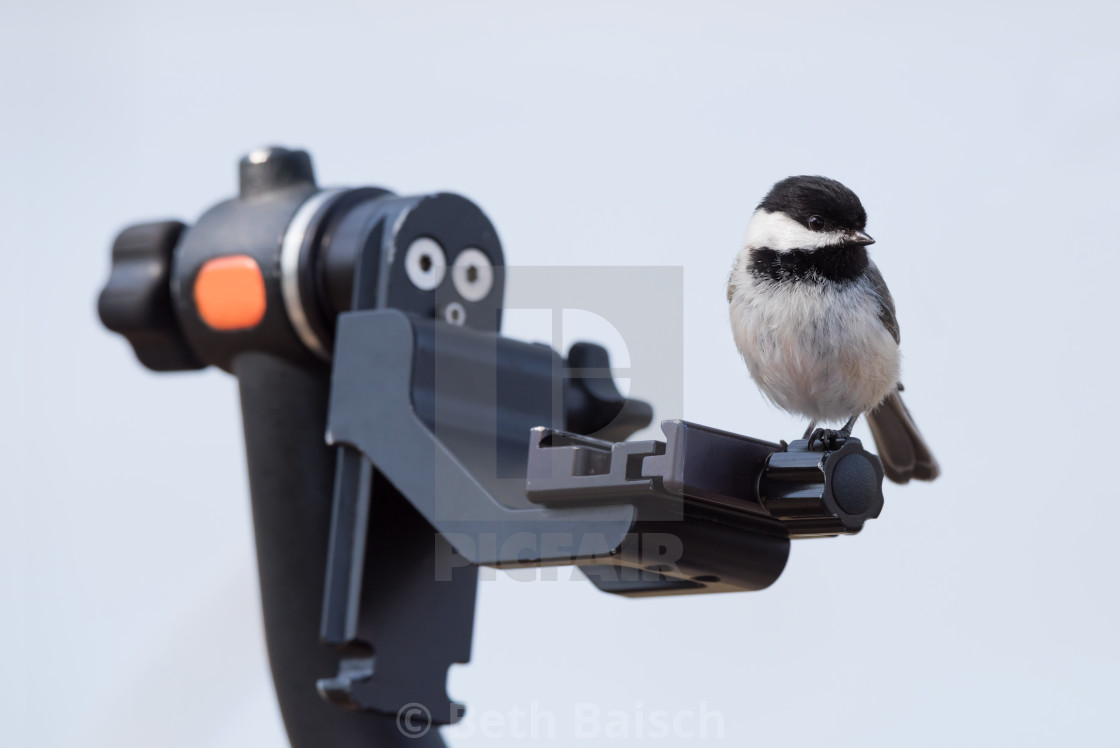 "Black-capped Chickadee Perched on Tripod" by Beth Baisch - $12.33 "Black-capped Chickadee Perched on Tripod" stock image