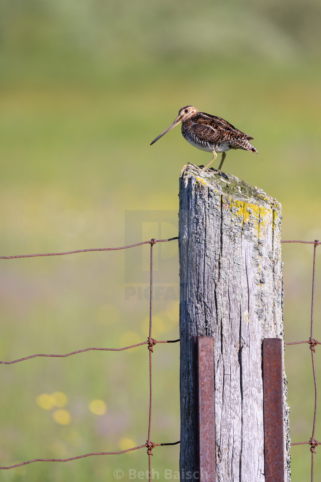 "Wilson's Snipe on Fencepost, Carden Alvar Provincial Park" by Beth Baisch - $12.33 "Wilson's Snipe on Fencepost, Carden Alvar Provincial Park" stock image