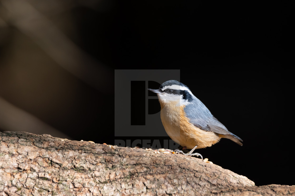 "Red-Breasted Nuthatch in Whitby, Ontario" by Beth Baisch - $12.33 "Red-Breasted Nuthatch in Whitby, Ontario" stock image