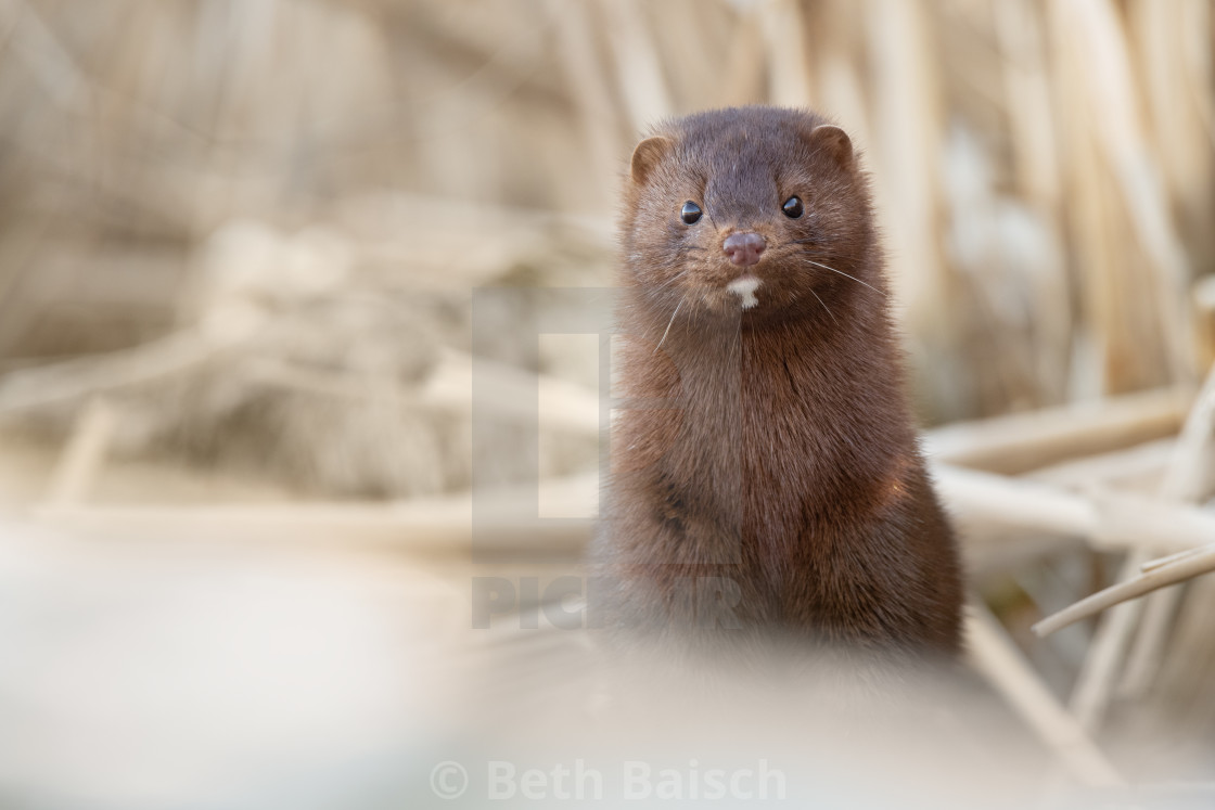 "American Mink Pokes Out of Cattails, Rouge National Urban Park, Toronto" by Beth Baisch - $12.33 "American Mink Pokes Out of Cattails, Rouge National Urban Park, Toronto" stock image