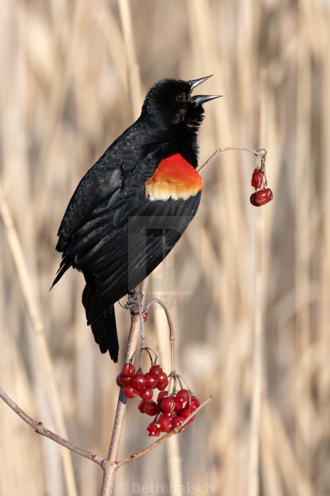 "Red-winged Blackbird Perched With Red Berries" by Beth Baisch - $12.33 "Red-winged Blackbird Perched With Red Berries" stock image