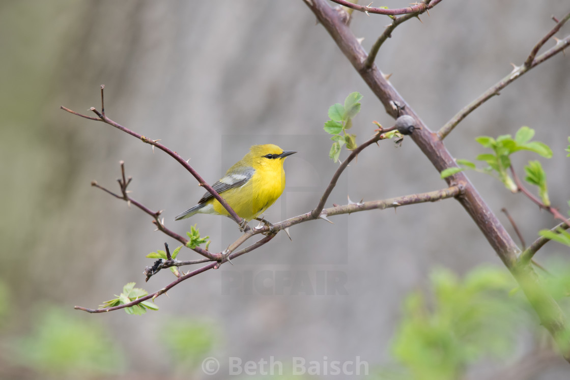 "Blue-winged Warbler Perching on Rose Bush" by Beth Baisch - $12.33 "Blue-winged Warbler Perching on Rose Bush" stock image