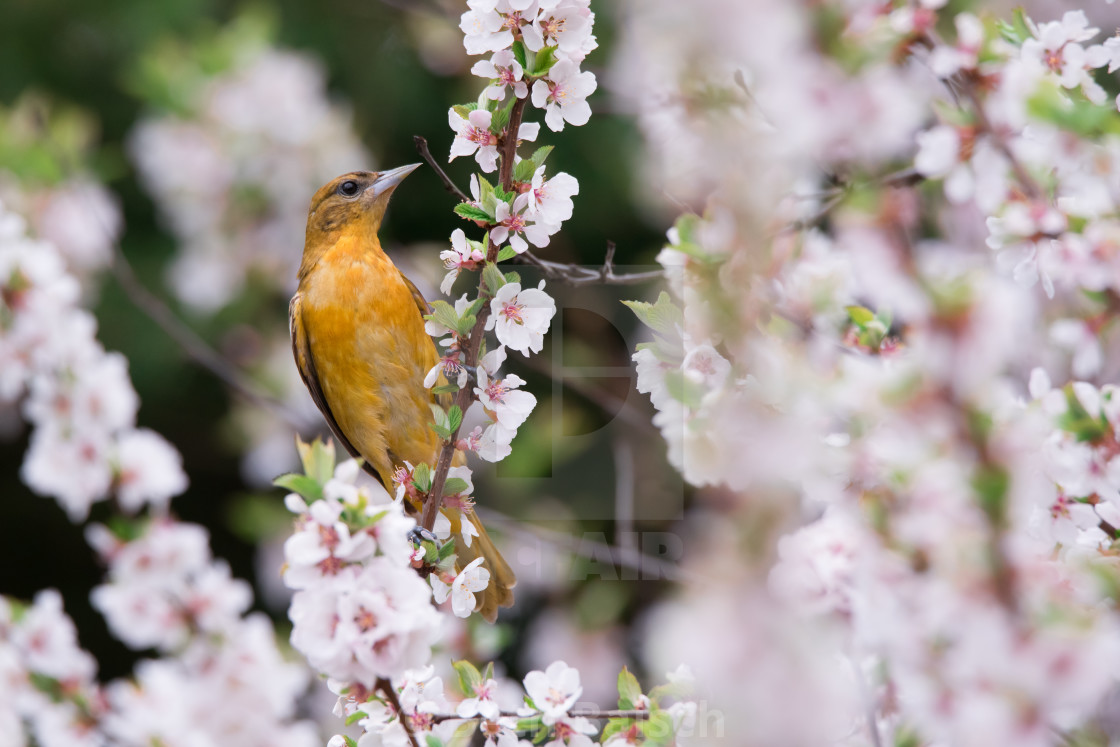 "Female Baltimore Oriole in Cherry Blossoms" by Beth Baisch - $12.33 "Female Baltimore Oriole in Cherry Blossoms" stock image