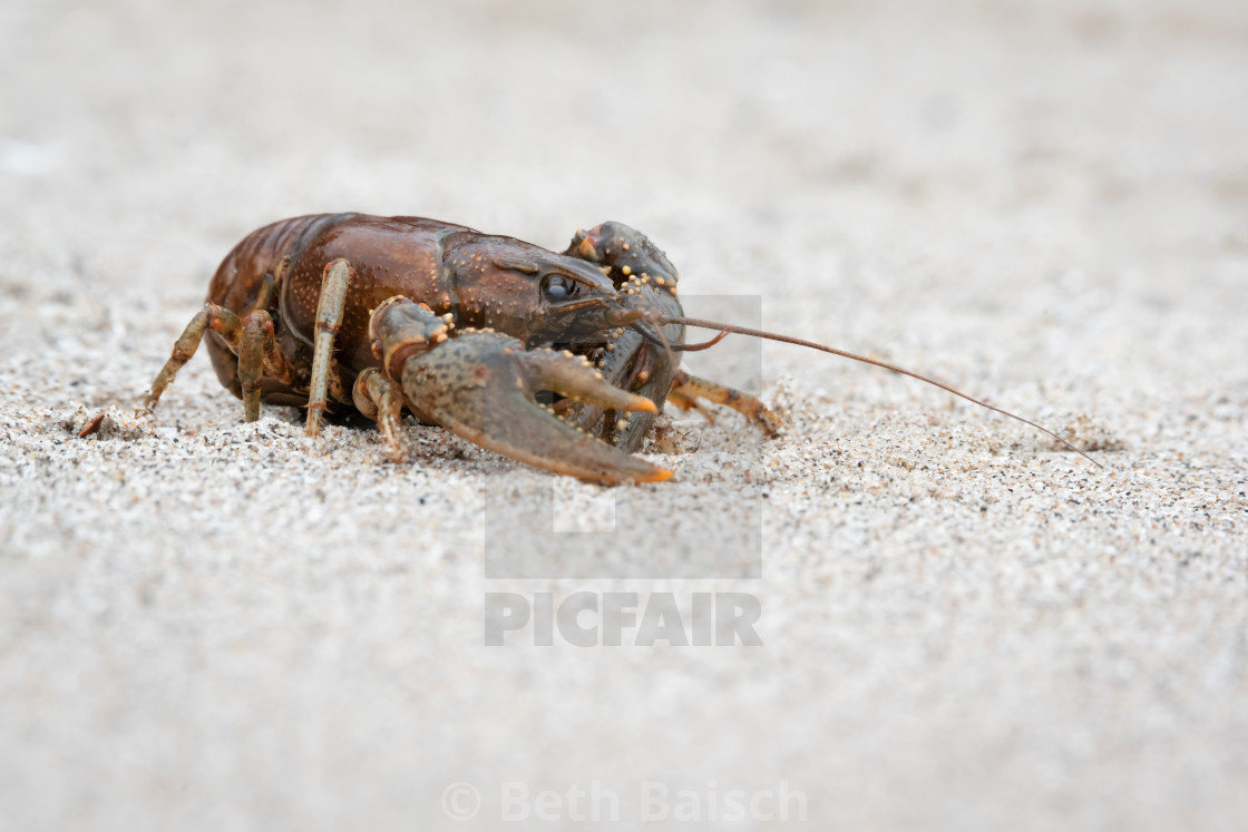 "Virile Crayfish at Rouge Beach, Ontario" by Beth Baisch - $12.33 "Virile Crayfish at Rouge Beach, Ontario" stock image