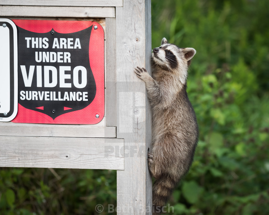 ""Masked Bandit" Raccoon Doesn't Care About Security Cameras" by Beth Baisch - $12.33 ""Masked Bandit" Raccoon Doesn't Care About Security Cameras" stock image