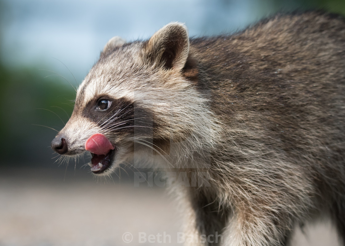 "Raccoon Licking Lips in Whitby, Ontario" by Beth Baisch - $12.33 "Raccoon Licking Lips in Whitby, Ontario" stock image
