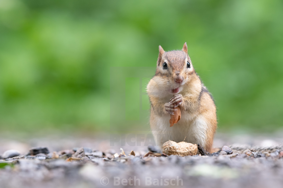 "Eastern Chipmunk Eats Peanut" by Beth Baisch - $12.33 "Eastern Chipmunk Eats Peanut" stock image