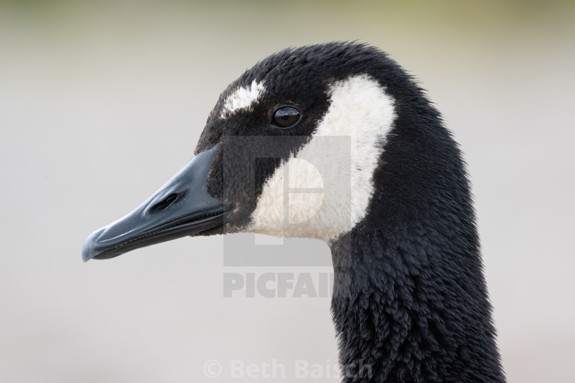 "Canada Goose With Unusual White Eyebrows" by Beth Baisch - $12.33 "Canada Goose With Unusual White Eyebrows" stock image