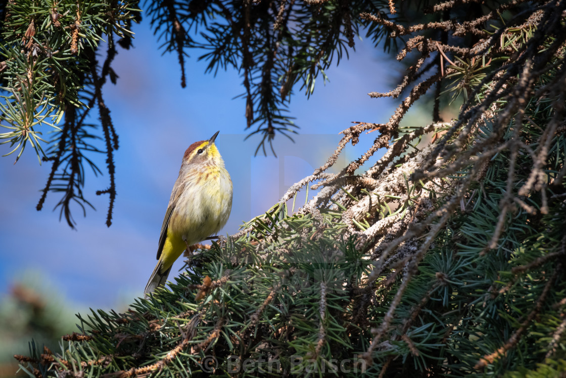 "Migrating Palm Warbler Foraging in Pine Tree" by Beth Baisch - $12.33 "Migrating Palm Warbler Foraging in Pine Tree" stock image