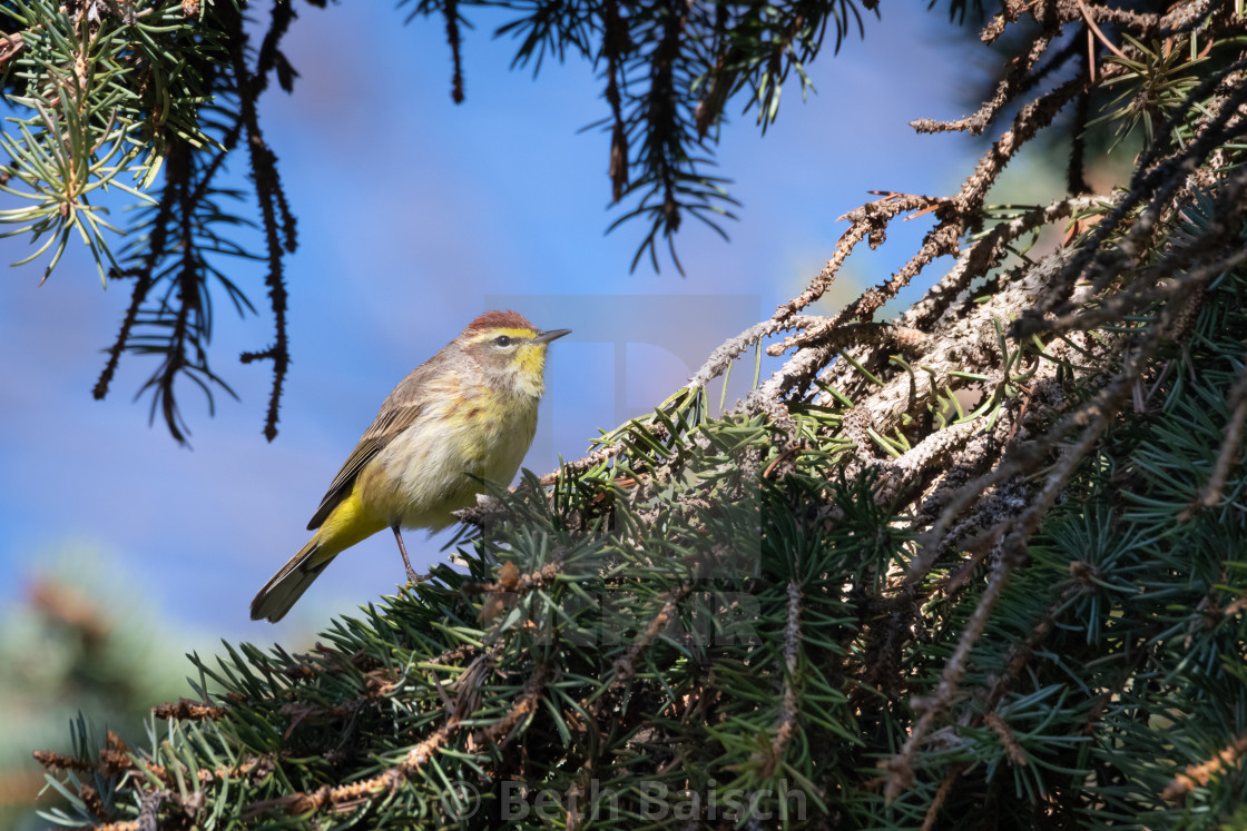 "Migrating Palm Warbler Foraging in Pine Tree" by Beth Baisch - $12.33 "Migrating Palm Warbler Foraging in Pine Tree" stock image