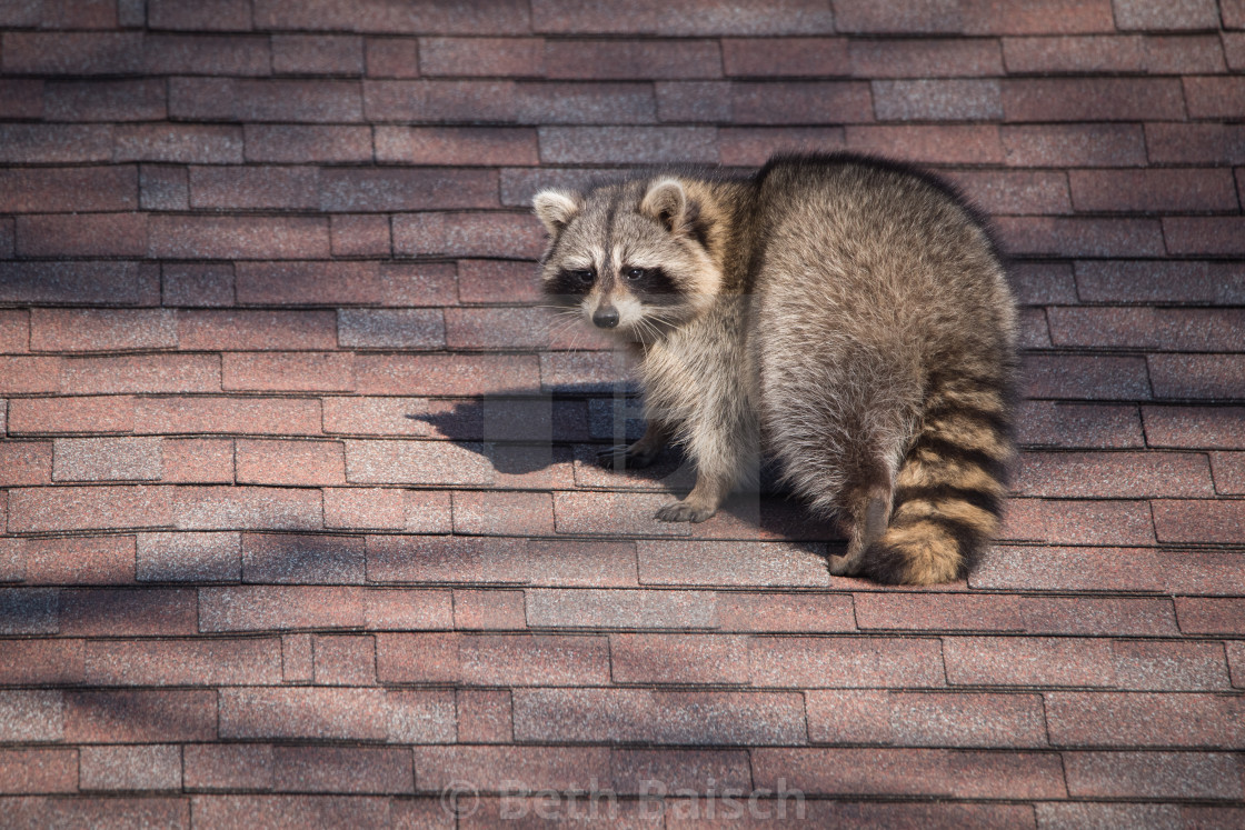 "Raccoon On Roof in Toronto, Ontario" by Beth Baisch - $12.33 "Raccoon On Roof in Toronto, Ontario" stock image