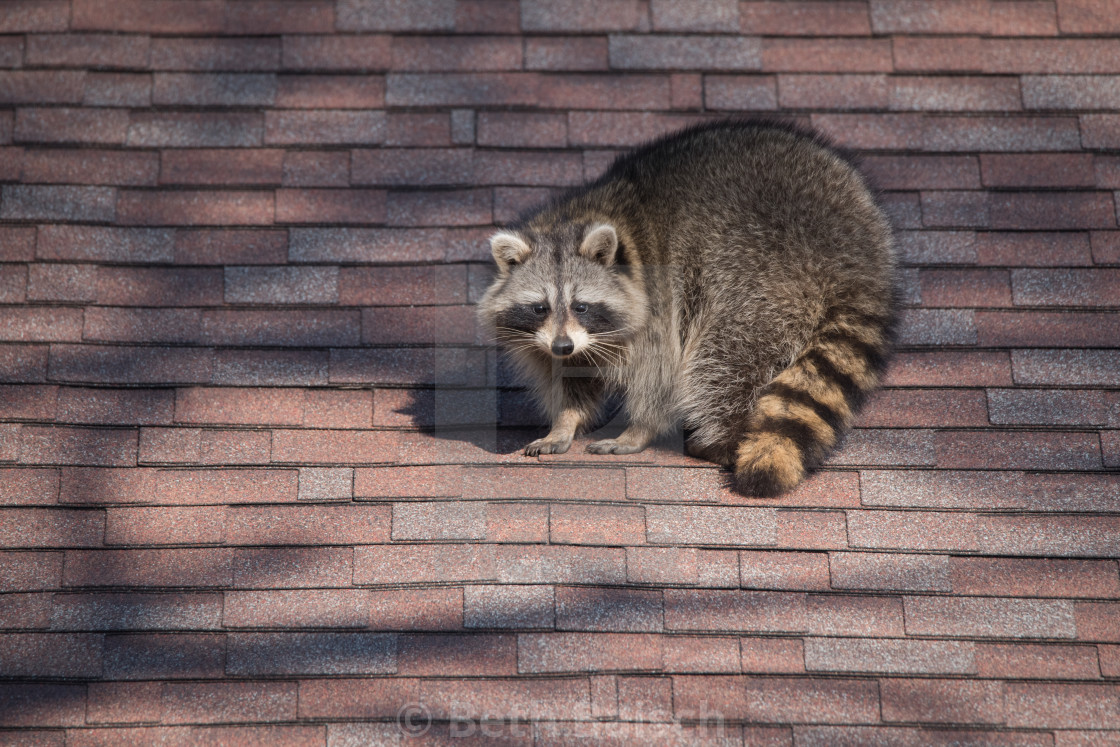 "Raccoon On Roof in Toronto, Ontario" by Beth Baisch - $12.33 "Raccoon On Roof in Toronto, Ontario" stock image