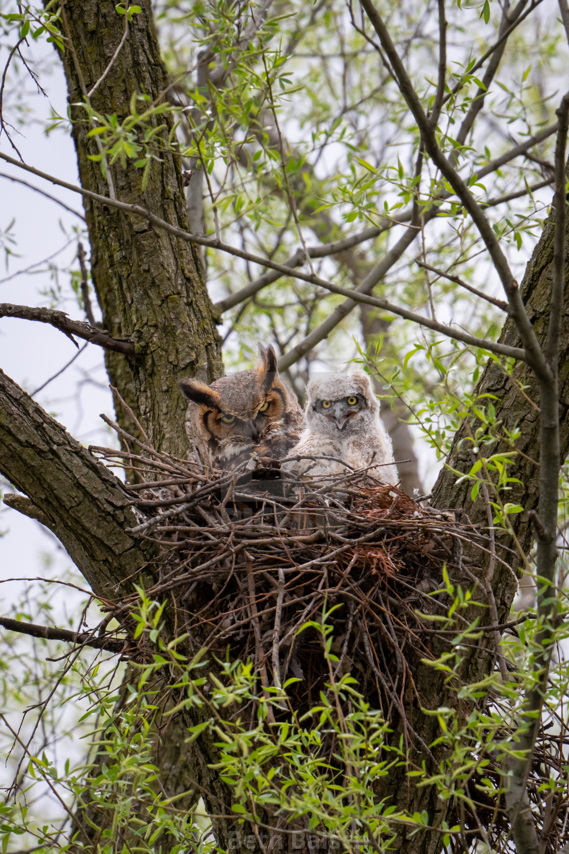 "Great Horned Owl with Owlet, Markham, Ontario" by Beth Baisch - $12.33 "Great Horned Owl with Owlet, Markham, Ontario" stock image
