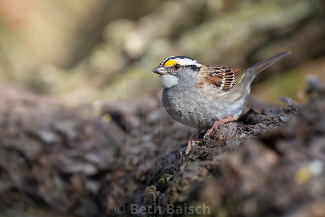 "White-throated Sparrow Perched on Log in Toronto, Ontario" by Beth Baisch - $12.33 "White-throated Sparrow Perched on Log in Toronto, Ontario" stock image
