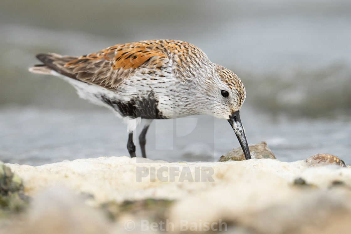 "Dunlin Foraging in Foam, Reesor Pond, Markham, Ontario" by Beth Baisch - $12.33 "Dunlin Foraging in Foam, Reesor Pond, Markham, Ontario" stock image