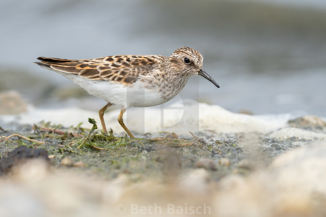 "Least Sandpiper at Reesor Pond, Markham, Ontario" by Beth Baisch - $12.33 "Least Sandpiper at Reesor Pond, Markham, Ontario" stock image