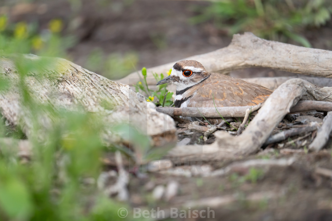 "Killdeer sitting on her nest, Oshawa, ON" by Beth Baisch - $12.33 "Killdeer sitting on her nest, Oshawa, ON" stock image