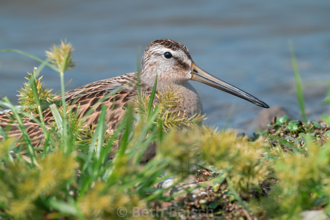 "Short-billed Dowitcher at McLaughlin Bay Wildlife Reserve" by Beth Baisch - $12.33 "Short-billed Dowitcher at McLaughlin Bay Wildlife Reserve" stock image