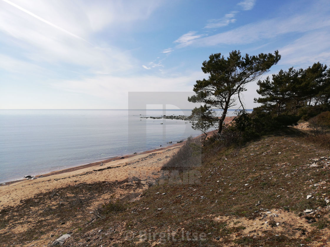 "Coastline and pines" stock image