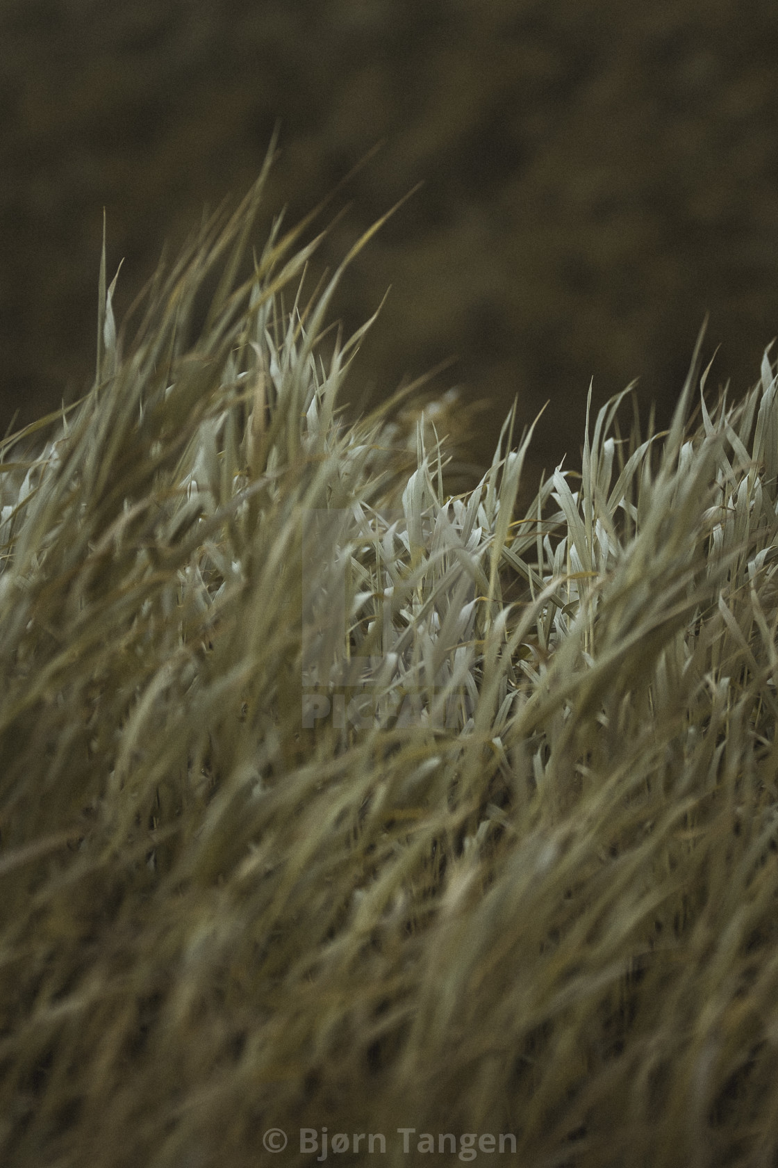 "Lofoten grass" stock image