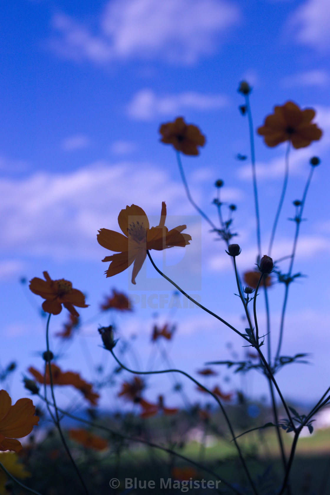 "Flowers in Shadow" stock image