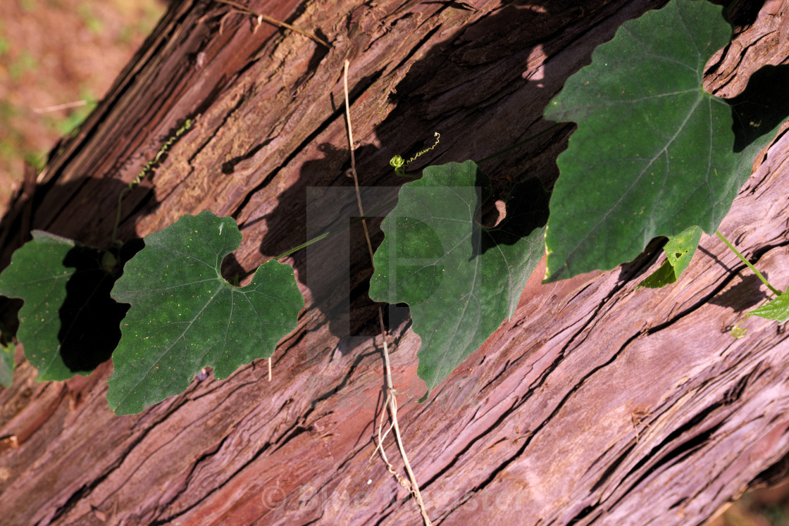 "Climbing Ivy" stock image